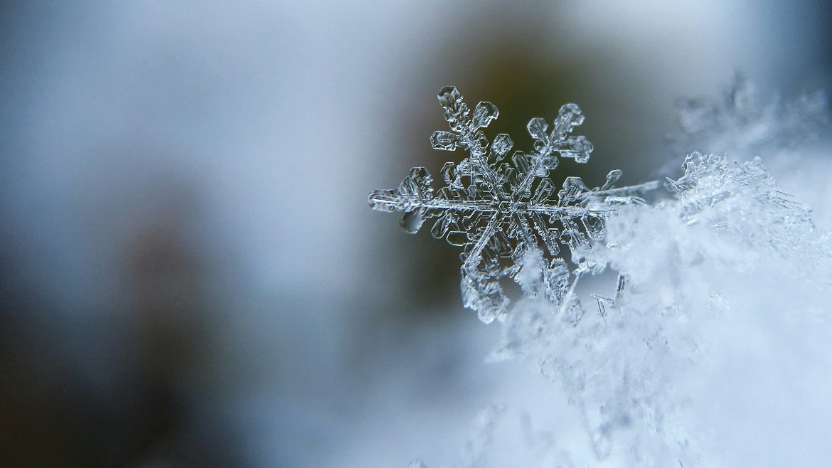 Snow Flies Outsmart Winter: Self-Amputating Legs to Survive Freezing