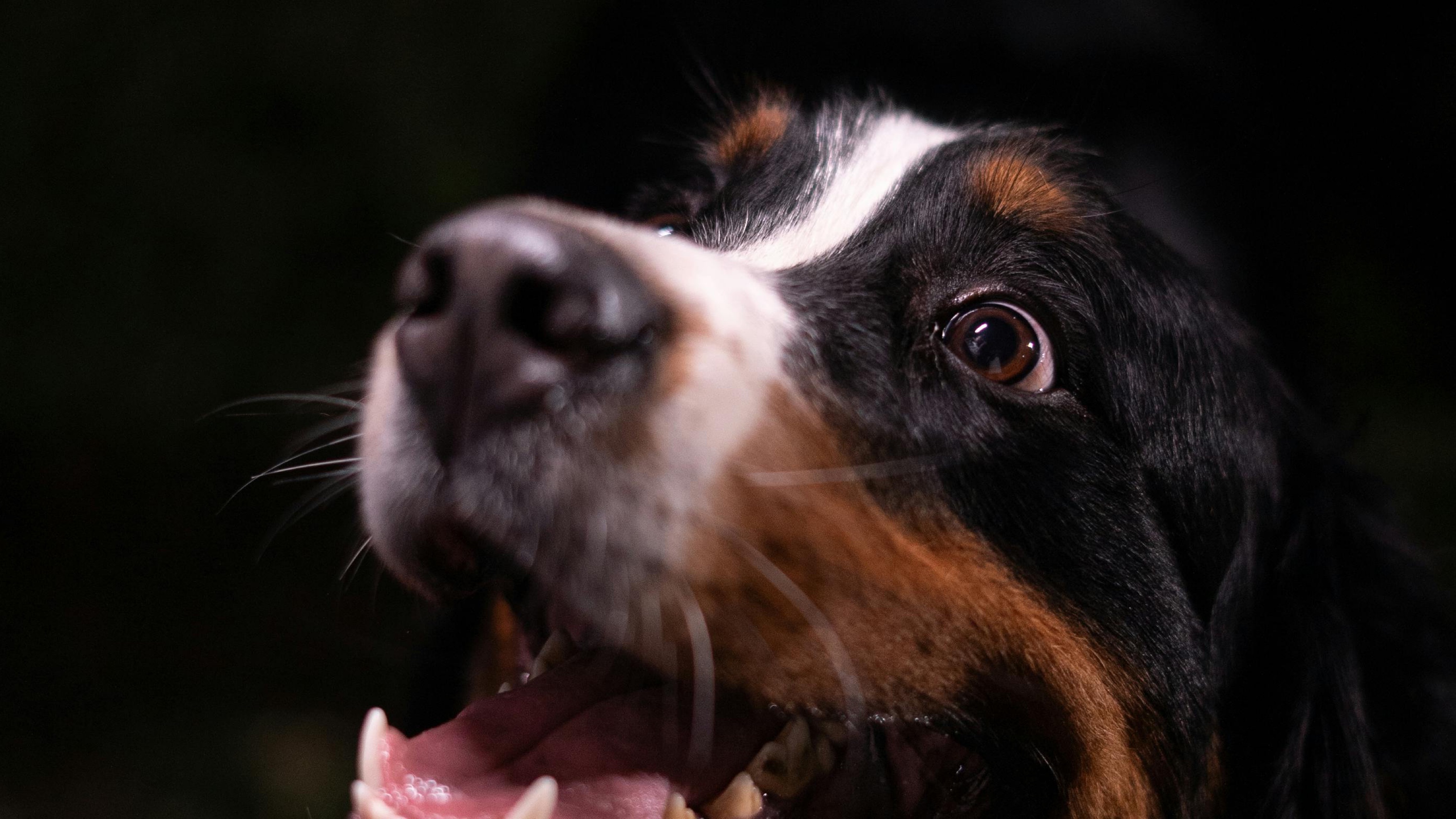 Ancient Dog Jawbone in Somerset Rewrites History