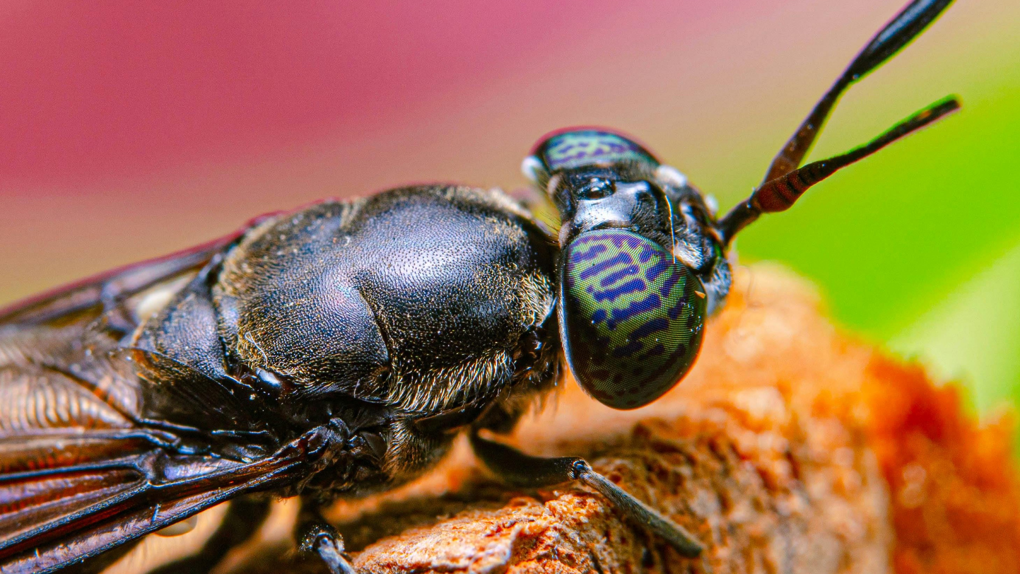 Giant Insects: Oxygen Theory Crushed by New Research