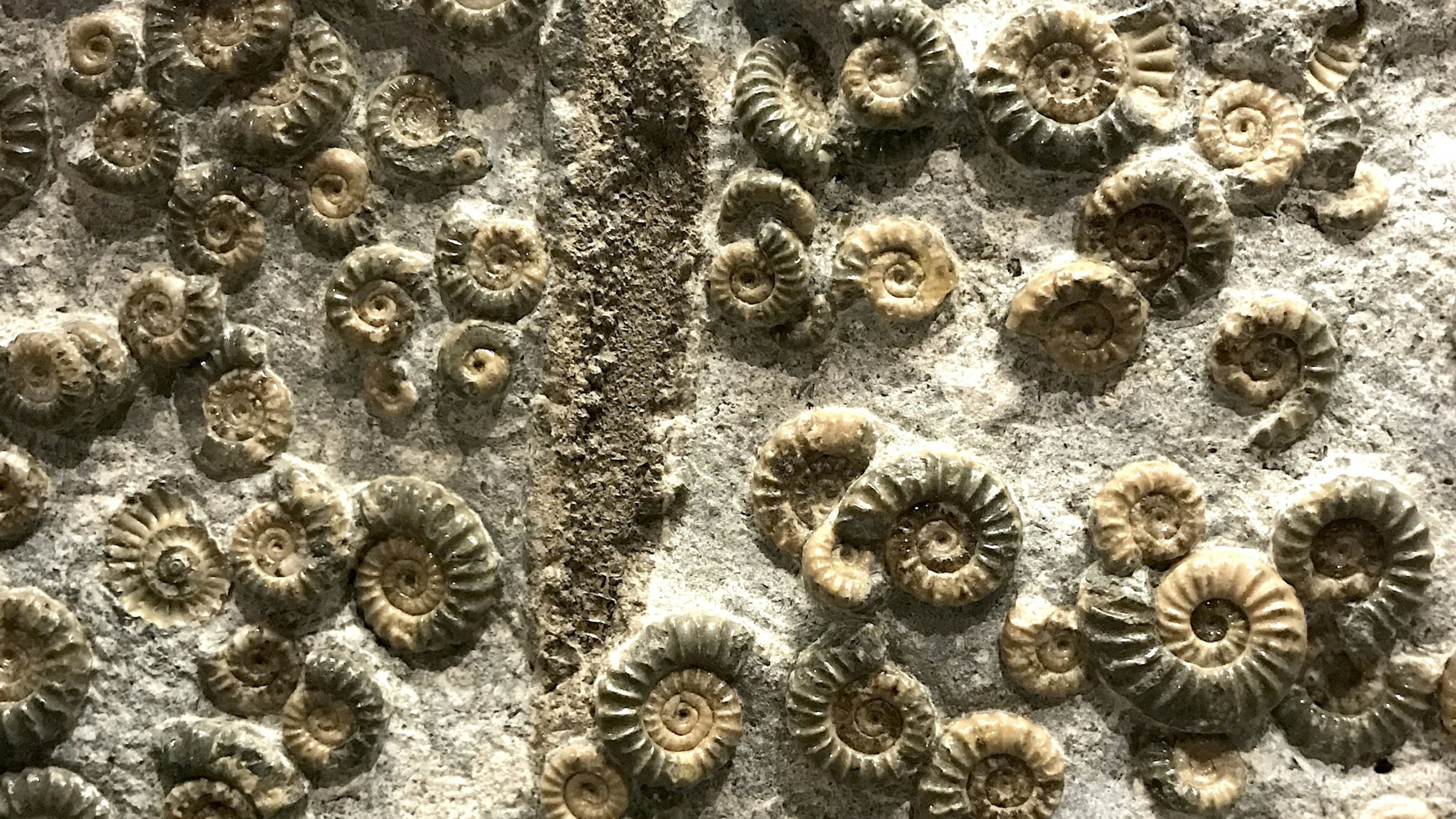 Ancient Fossil Challenges Spider Evolution Theory