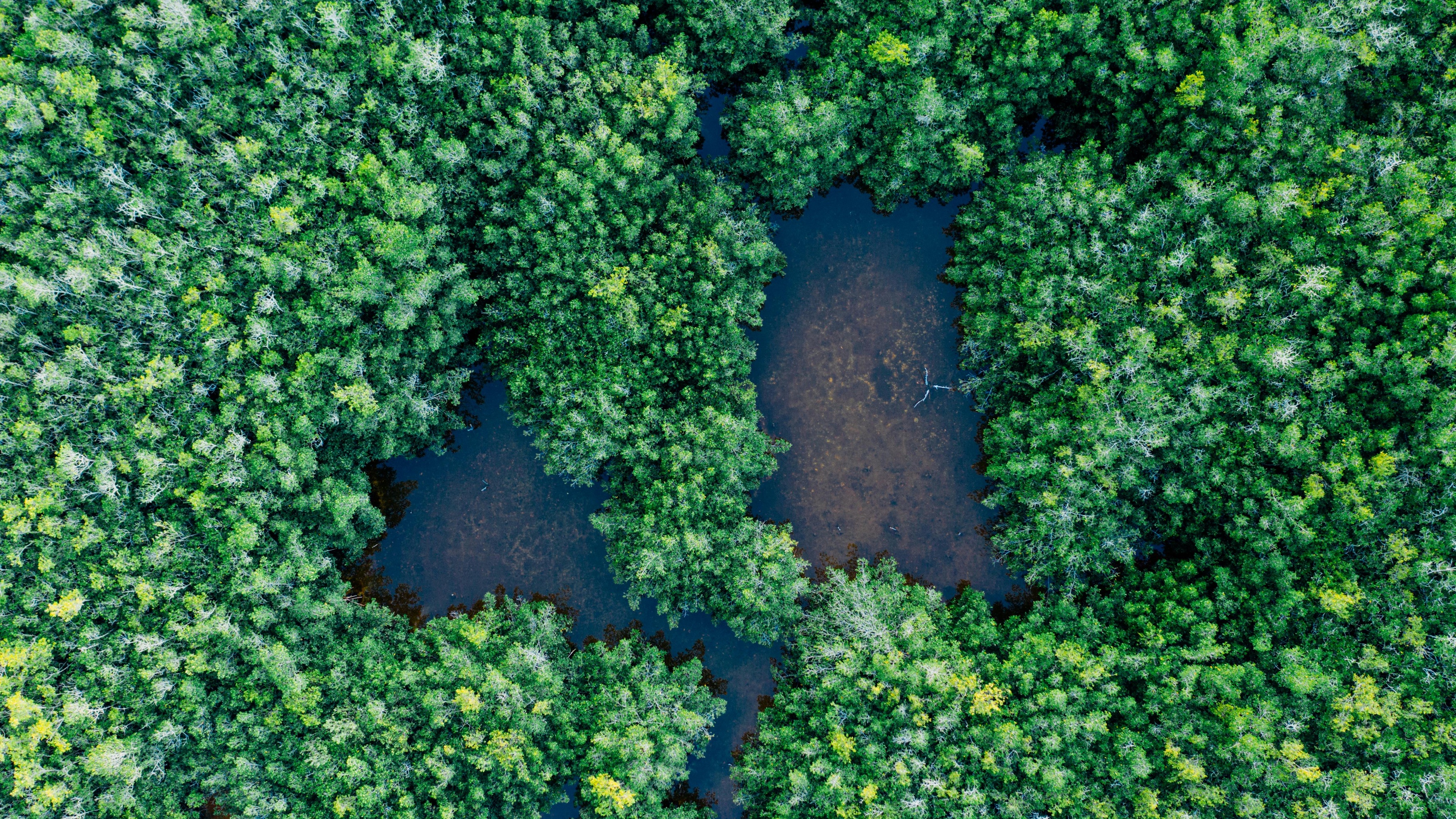 Xi Jinping's Biodiversity Speech: A Global Call to Action