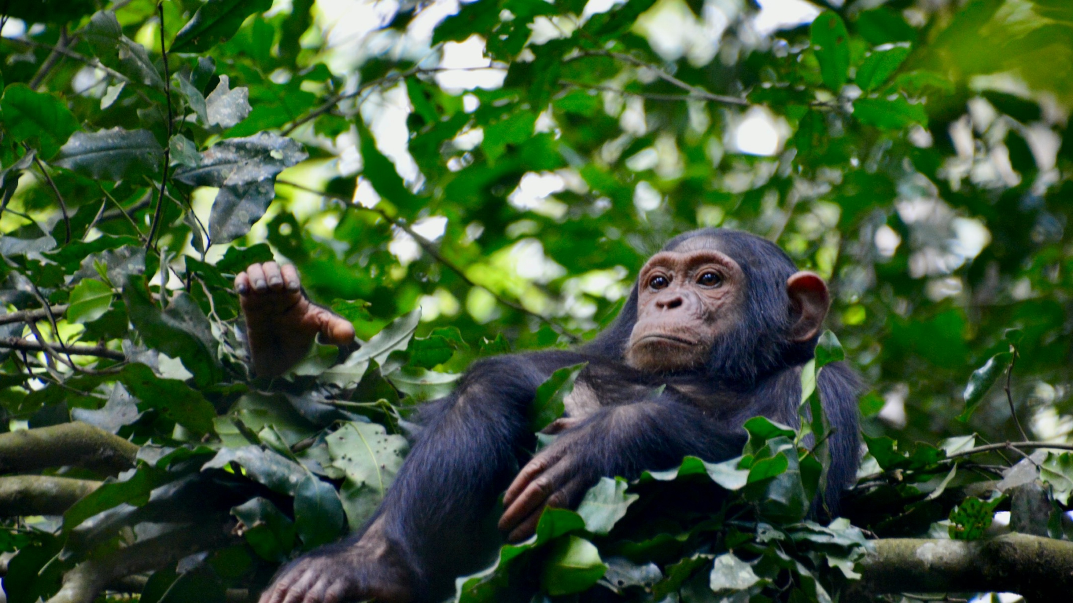 Kibale Chimps Turn Deadly: A New Era of Aggression