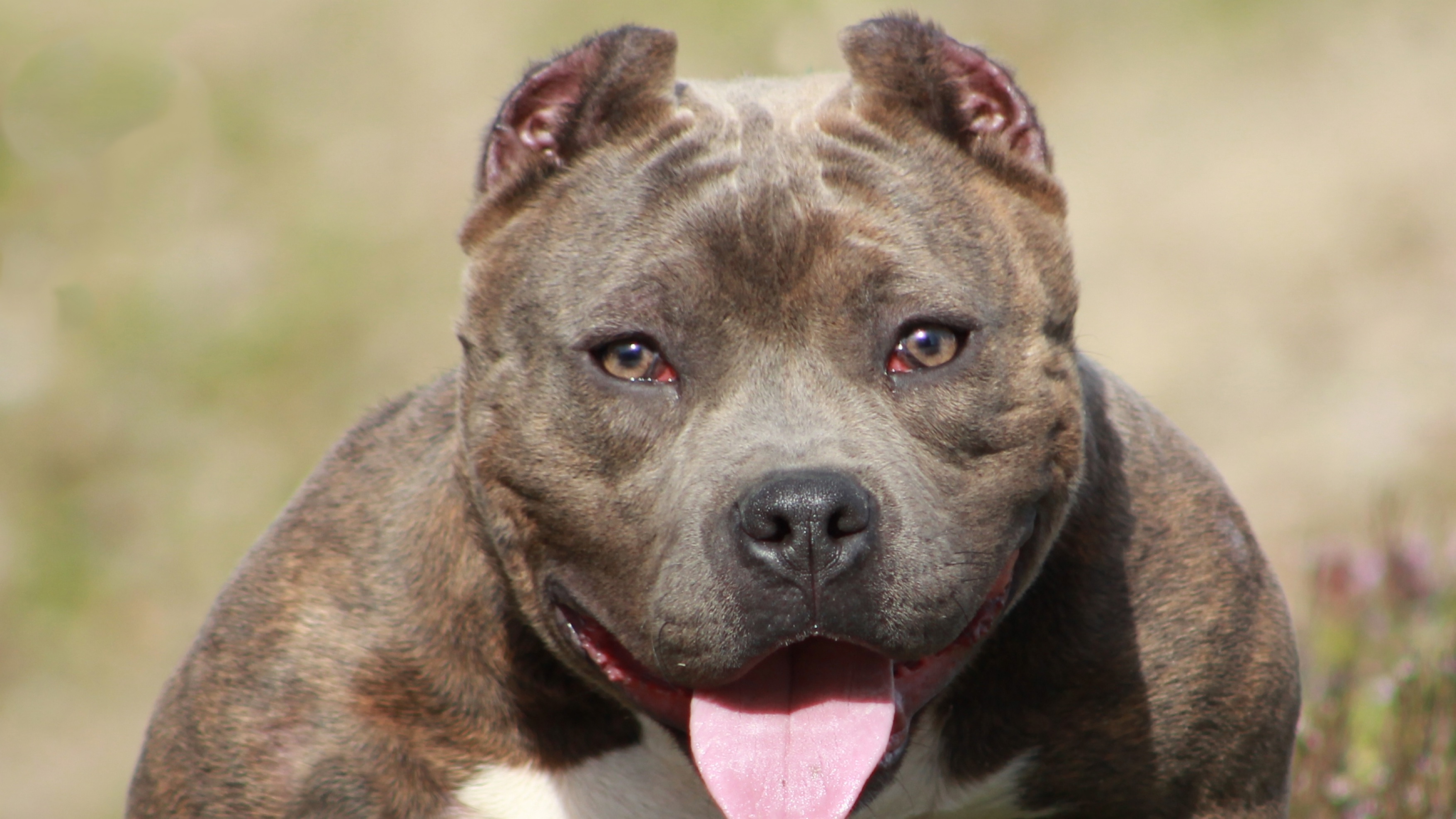 XL Bully Dog Owner Gets 12 Years for Fatal Attack