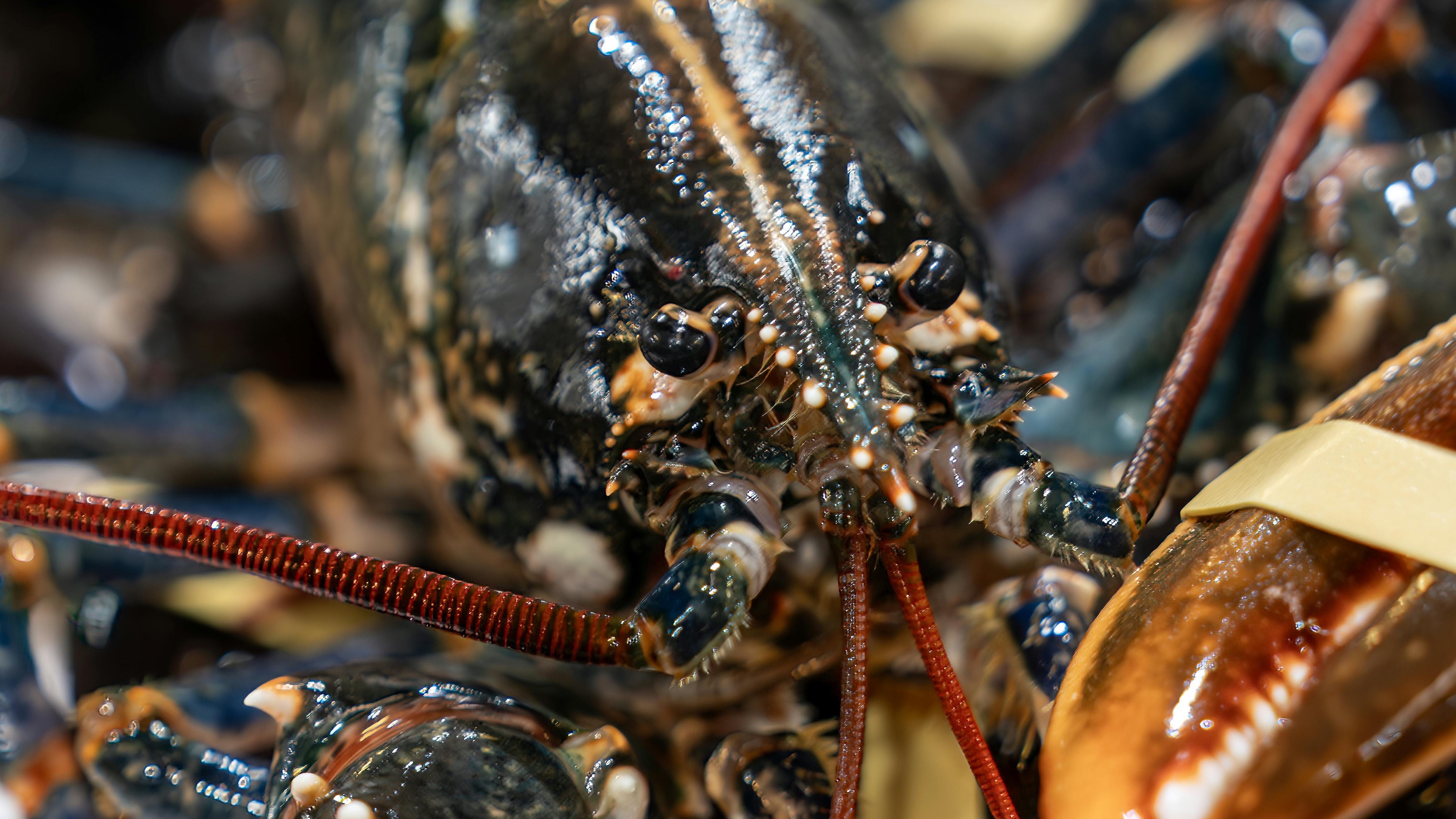 Lobster Pain Study Sparks Global Boiling Ban Movement