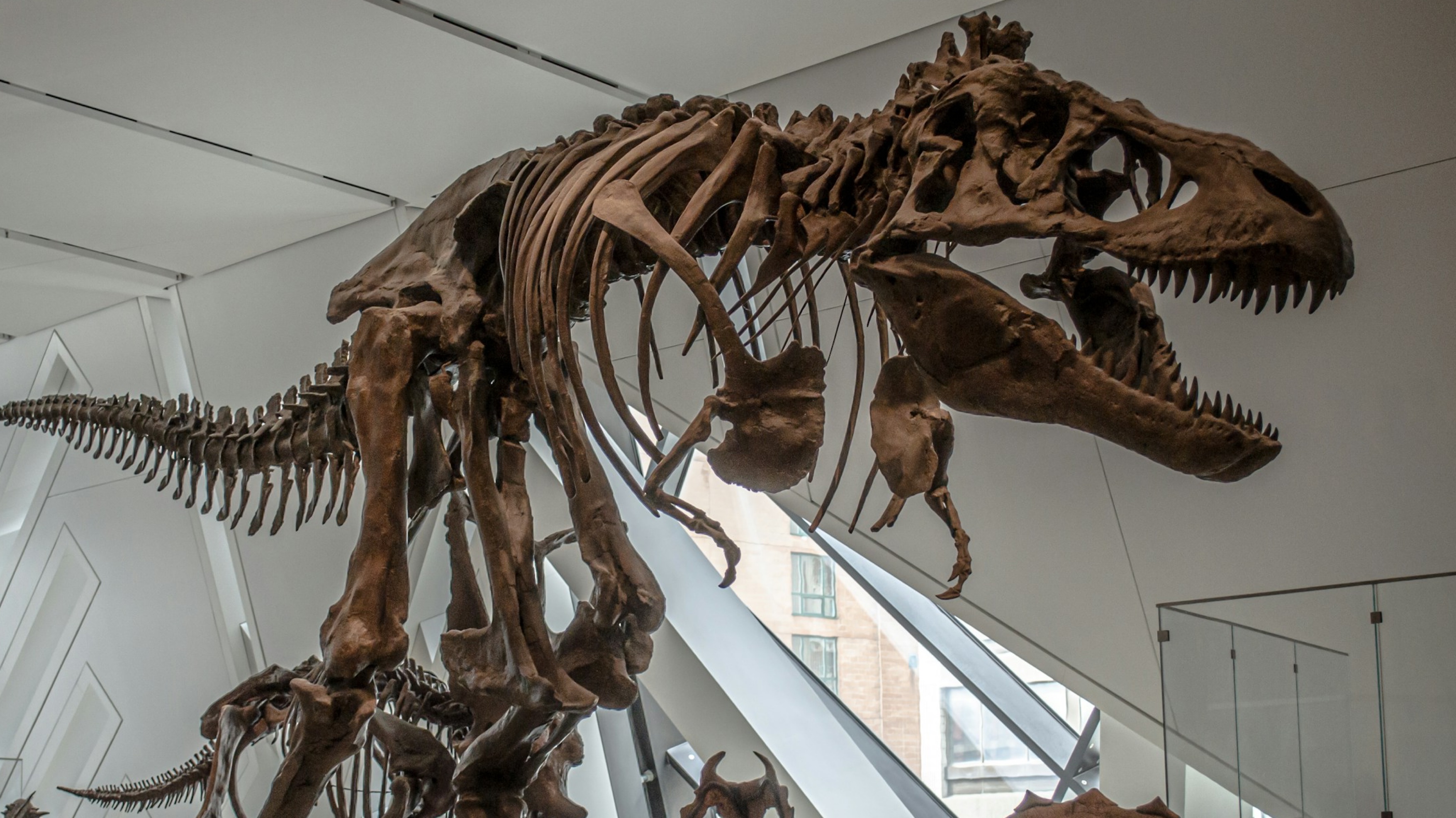 Rich Guys Hoarding T-Rex Bones Museums Can't Afford