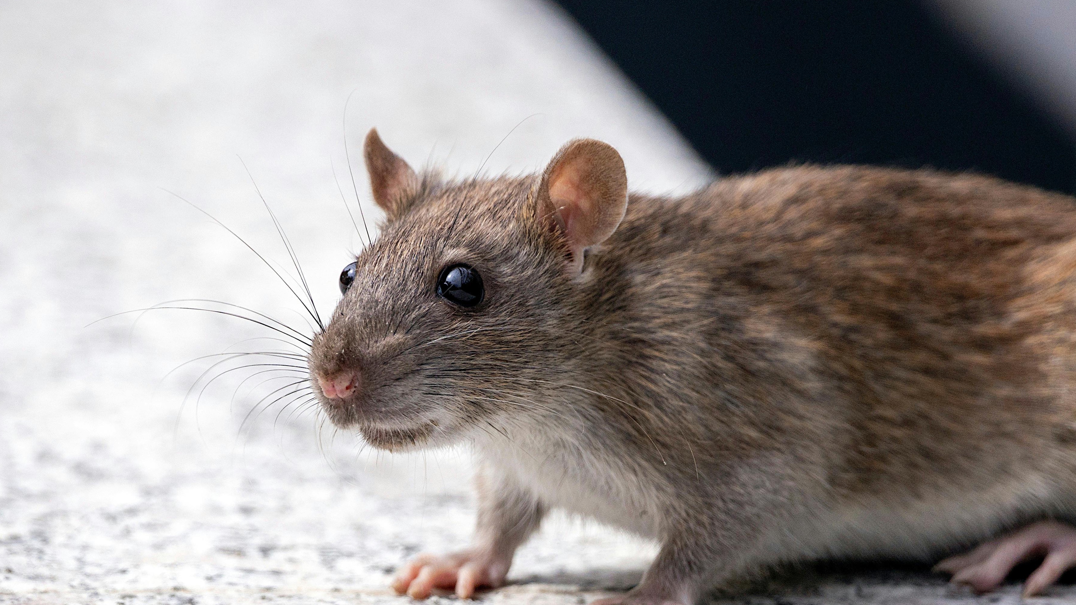 Rodents on a Cruise Ship Just Made Vacation Deadly