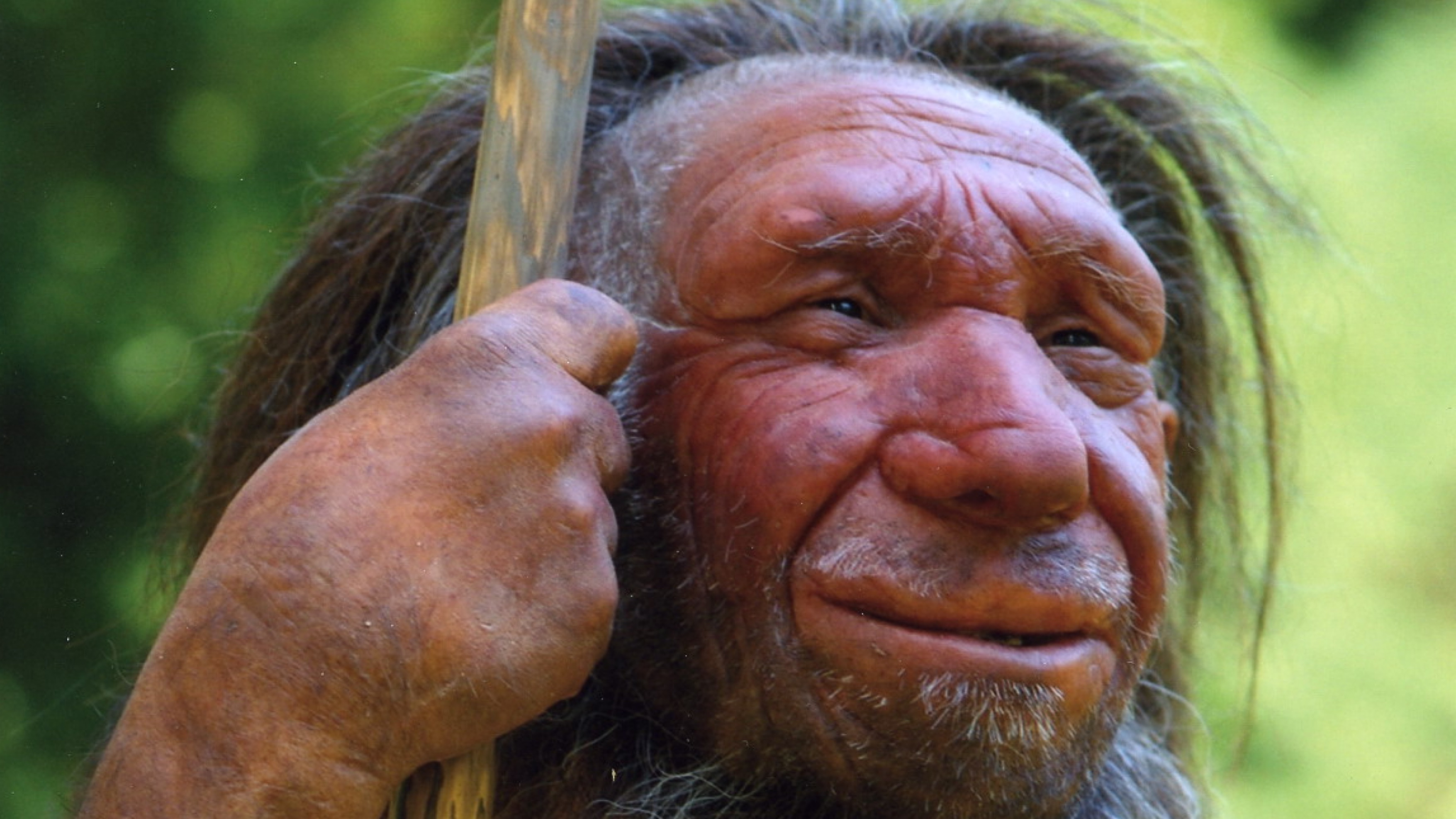 Neanderthals Weren't Dumb: Brain Size Myth Finally Debunked