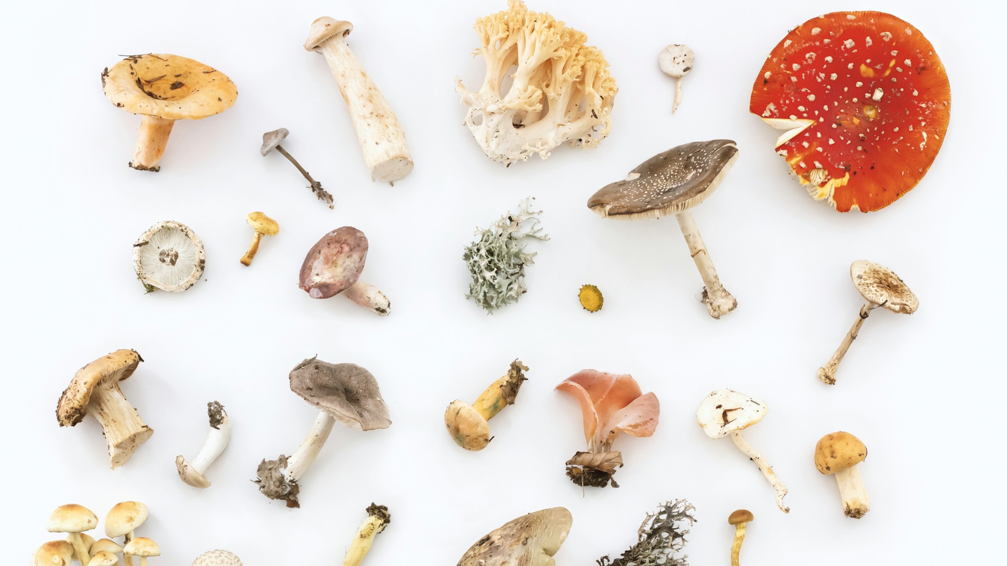 Granny Talks Again After Shrooms, Science Urges Calm