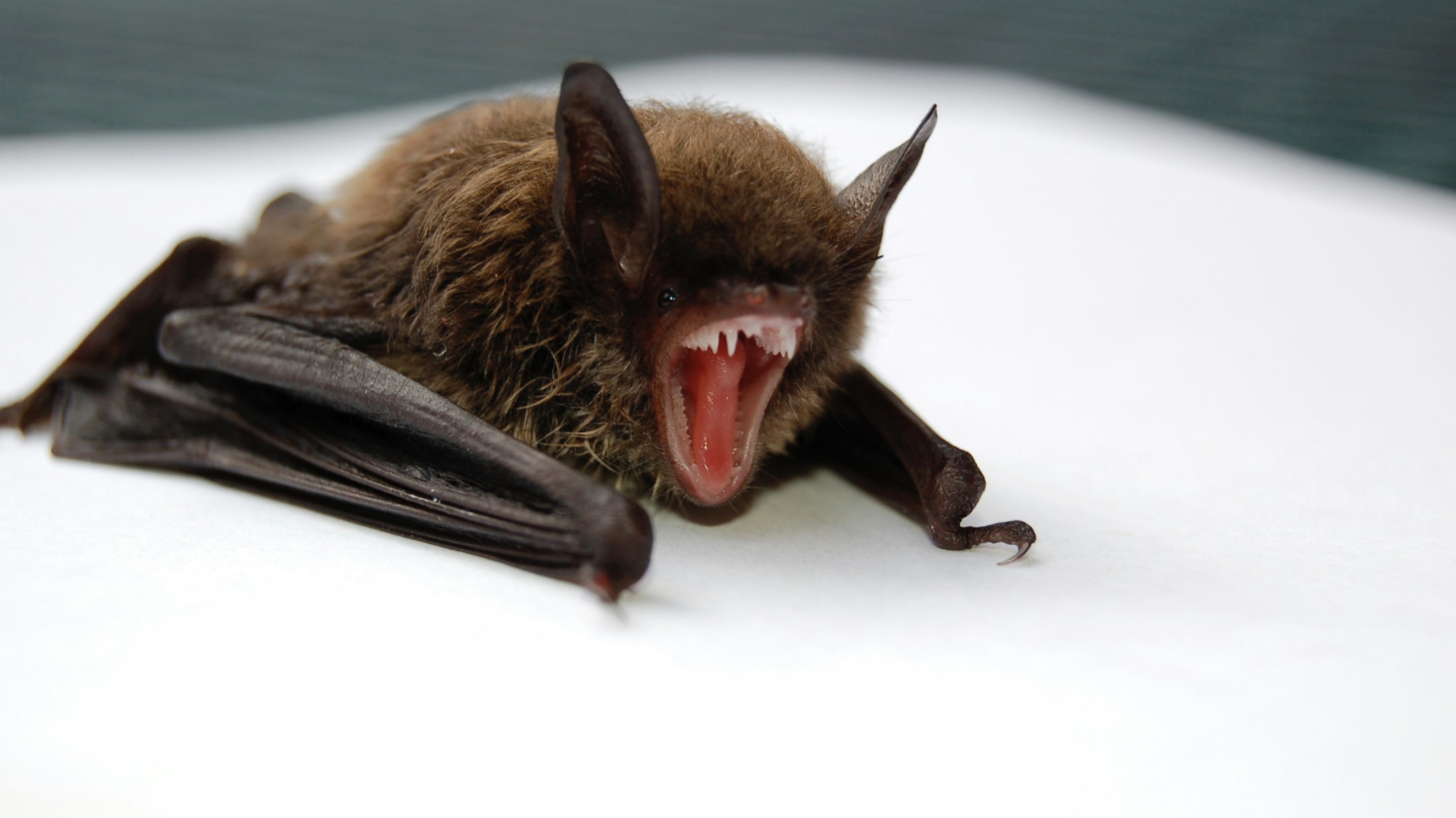 Bat on Kid's Face While Sleeping: Fatal Mistake